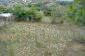 The garden