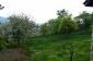 The garden
