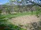 The garden