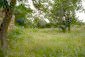 The garden