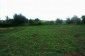 The garden
