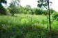 The garden