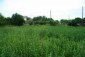 The garden