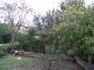 The garden