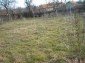 The garden