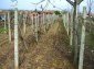 Vine