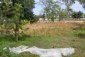 The garden