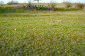 The garden