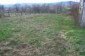 The garden