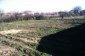 The garden