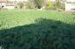 The garden