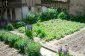 The garden