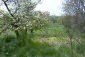 The garden