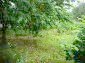 The garden