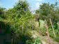 The garden