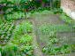 The garden