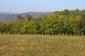 The land