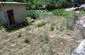 The garden