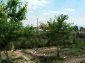 The garden