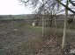 The yard