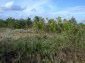 The land