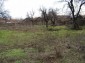 The garden