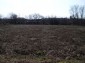 The garden