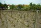 The land