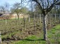 The garden 2