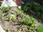The garden