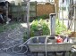 the garden