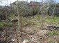 The garden
