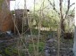 The garden