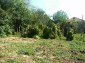 The yard