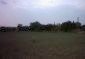 The garden