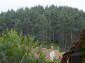 the forest view from the house