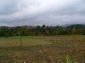 The garden
