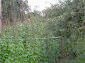 The yard of the propety