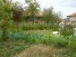 The garden