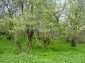 The land