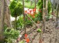 The garden