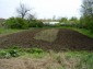 The garden