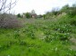 The garden