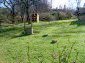 The garden