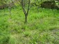 The yard