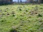 The garden