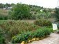 The garden