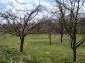 The garden