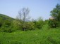 The garden
