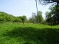 The garden